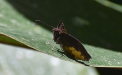 Achlyodes