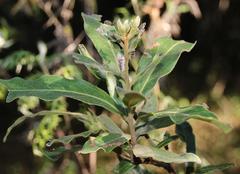 Euclea natalensis natalensis