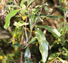 Euclea natalensis natalensis