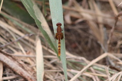Erythemis mithroides