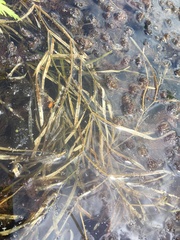 Potamogeton zosteriformis