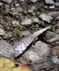Hamadryas feronia