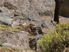 Upucerthia validirostris