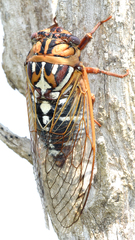 Megatibicen tremulus