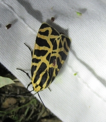 Apantesis incorrupta