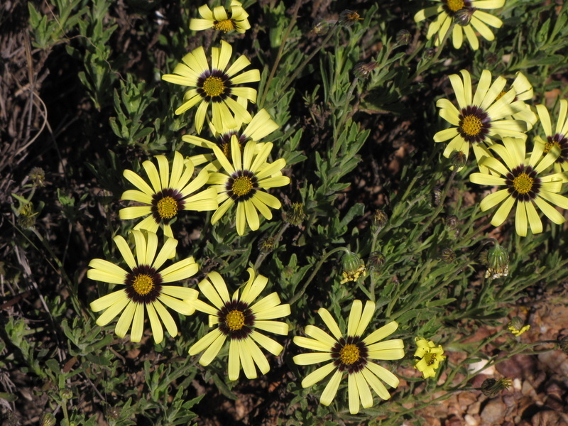 Sheep Boneseed