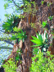 Agave quiotepecensis
