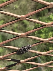 Chalcophora angulicollis