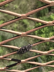 Chalcophora angulicollis