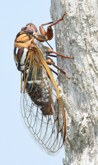 Megatibicen tremulus