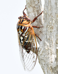 Megatibicen tremulus