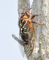 Megatibicen tremulus