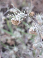 Artemisia jacutica