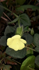 Thunbergia capensis