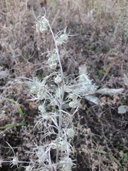 Artemisia jacutica
