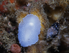 Aldisa albomarginata