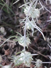 Artemisia jacutica
