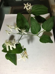 Clematis flammula