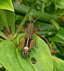 Peripolus