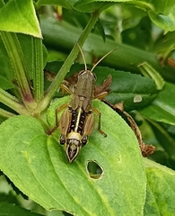 Peripolus