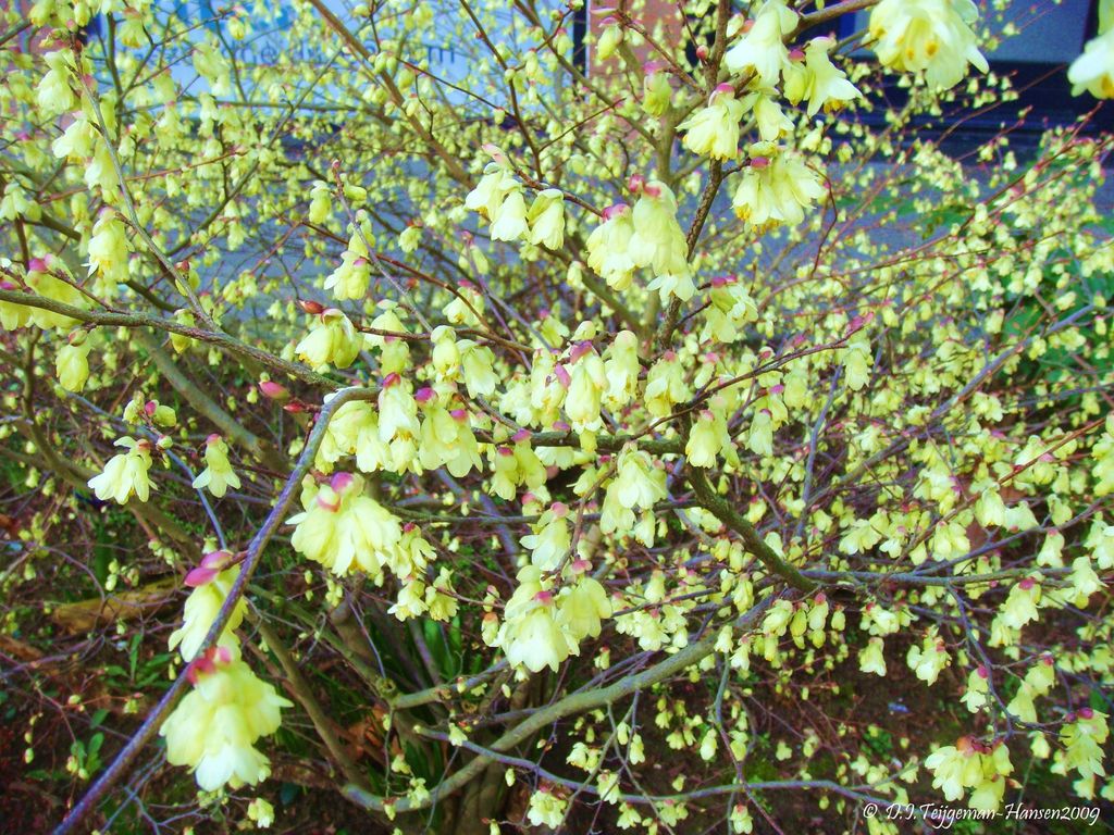 winterhazels