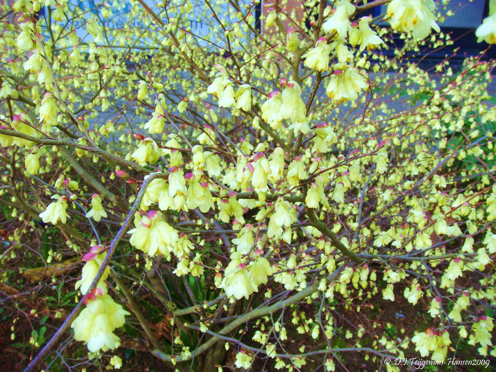Corylopsis