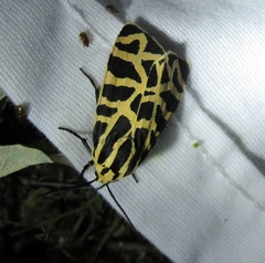 Apantesis incorrupta