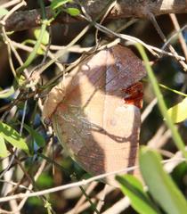 Charaxes varanes varanes