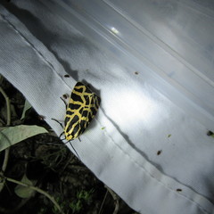 Apantesis incorrupta