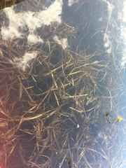 Potamogeton zosteriformis