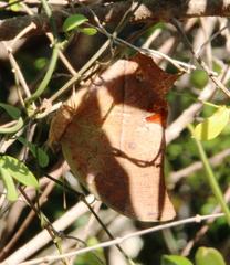 Charaxes varanes varanes