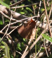 Charaxes varanes varanes