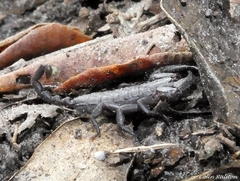 Opisthacanthus capensis