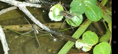 Diapontia uruguayensis