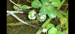 Diapontia uruguayensis