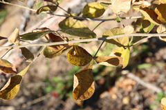 Searsia pyroides pyroides