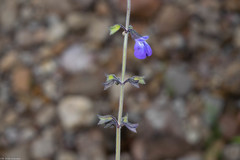 Salvia crucis