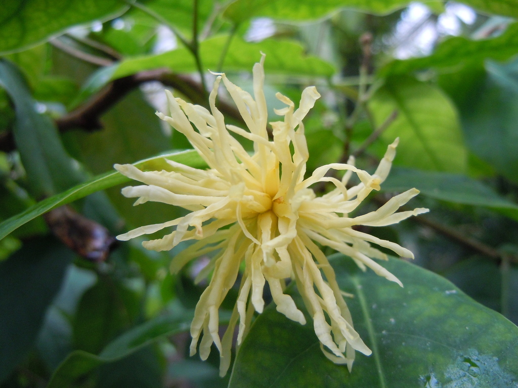 Maingaya malayana