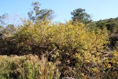 Searsia pyroides pyroides