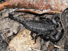 Opisthacanthus capensis