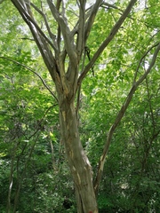 Chloroleucon mangense