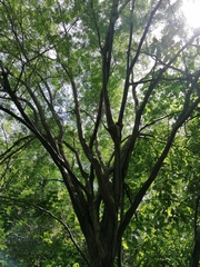 Chloroleucon mangense