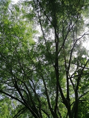 Chloroleucon mangense