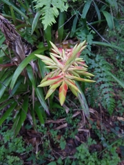 Tillandsia excelsa
