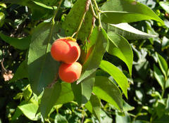 Drypetes arguta