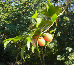 Drypetes arguta
