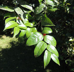Drypetes arguta