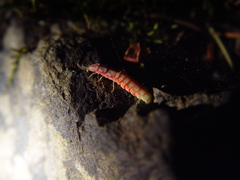 Microphotus angustus