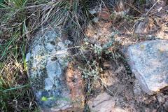 Helichrysum anomalum