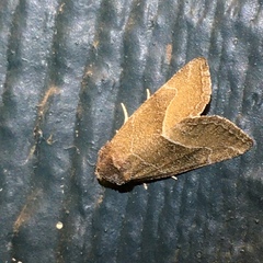 Plagiomimicus spumosum